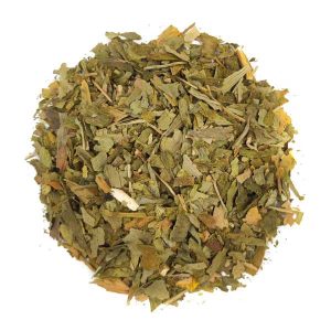 Ginkgo biloba