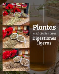 Plantas medicinales para digestión ligera
