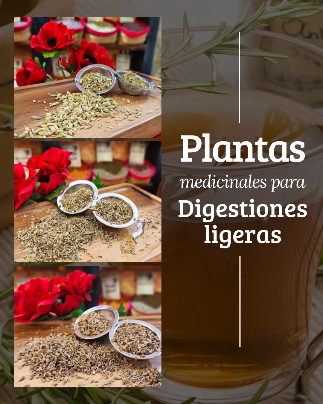 Plantas medicinales para digestión ligera